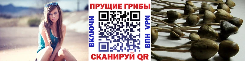 Псилоцибиновые грибы Psilocybine cubensis Узловая